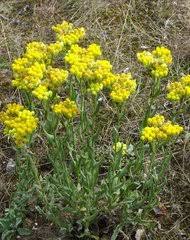 Image result for Ethulia vernonioides