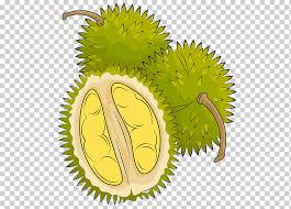 Durio zibethinus is the only species available in the international market: à¸ªà¸§à¸™à¸œà¸¥à¹„à¸¡ à¸— à¹€à¸£ à¸¢à¸™ Png Klipartz