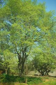 Image result for Celtis africana