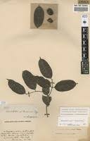 Image result for Landolphia incerta