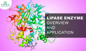 Lipase - Overview And Application Of Lipase Enzyme