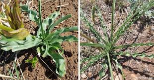 Image result for Crinum lugardiae