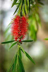 Image result for Melaleuca leucadendron