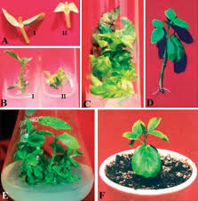 Image result for Cyamopsis senegalensis