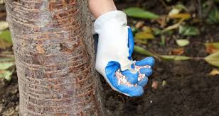 Watch the 2 minute video below for a great guide on how to use espoma fruit tree fertilizer. 5 Tips For Fertilizing Fruit Trees My Garden Life