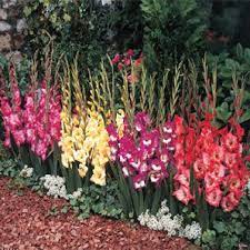 Shop Glamini Gladiolus Mixture Breck S Gladiolus Flower Front Yard Flowers Container Gardening Flowers