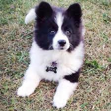 Nicole Mcquarrie Nicolemcquarrie12 Zola Girl Instagram Photo Websta Webstagram Corgi Samoyed Mix Border Collie Collie Puppies Collie Dog