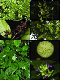 Image result for Achyrospermum laterale