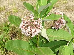 Image result for Asclepias adscendens