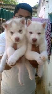 Some of them are also very talktative, and need a patient owner, not someone who got a cute husky puppy. Buy Kci Registered Puppies From Verified Dog Breeders In India