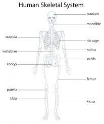 Image Result For Anatomy Labeling Worksheets Skeletal System Human Skeletal System Skeletal System Printable