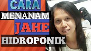 Jahe merah (red gingger) merupakan salah satu tanaman yang memiliki segudang fungsi untuk menjaga kesehatan tubuh.berbeda dengan jahe pada umumnya, jahe ini berwarna merah terang. Cara Menanam Jahe Hidroponik Youtube