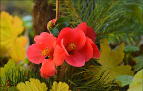 quince red flowers hd wallpaper