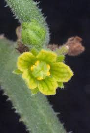 Image result for Corallocarpus triangularis