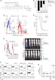 cancer starts when cells start to grow in an abnormal growth, get out of control and become invasive. Cxcr4 Engagement Triggers Cd47 Internalization And Antitumor Immunization In A Mouse Model Of Mesothelioma Embo Molecular Medicine