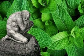 نتیجه جستجوی لغت [mint] در گوگل