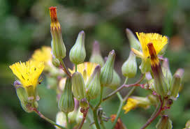 Image result for Alafia orientalis