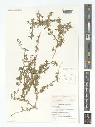 Image result for Pollichia campestris