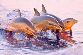 Young Pantropical Spotted Dolphins Jumping In Boat Wake Photo Resource Hawaii