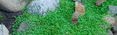 Flowers which can be toxic to cats and dogs. Groundcover For A Shady Dry Location With Dogs Melinda Myers
