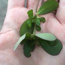 If you're trying to get rid of this plant, you are definitely in for a battle. The Foraged Foodie Foraging Identifying And Eating Purslane Avoid Poisonous Spurge