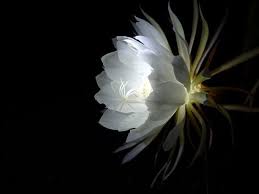 Kadupul Mal Flower Aesthetic Night Blooming Flowers Night Flowers