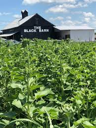 Black Barn Lebanon Ohio Sunflowers Lebanon S The Black Barn Welcomes Everyone To Enjoy And Take Selfies In Their Sunflower Field For Free News Break