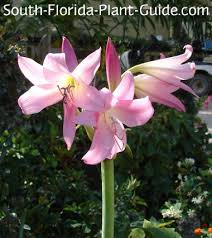 Image result for Crinum jasonii