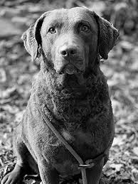 The chesapeake bay retriever is one of the few breeds that originated in the united states, and it has an interesting history. Weatherdeck Report Weatherdeck Chesapeake Bay Retrievers