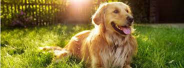 Why Do Dogs Pant The Most Common Causes Purina