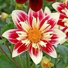 Dahlia Fashion Monger And Mary Eveline Mix Deer Resistant Plants Plants Dahlia