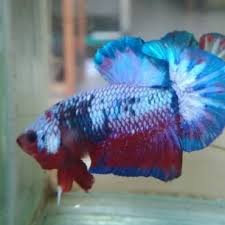 Fancy itu sebutan buat cupang berwarna warni (multiwarna) yang dipopulerkan oleh peternak thailand yang mengacu kepada warna marbel pada. Download Harga Ikan Cupang Fancy Copper Gif