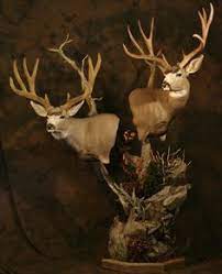 Do not cut the hair! 13 Zoological Specimen Ideas