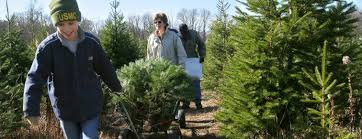 Maybe you would like to learn more about one of these? Spruce Goose Christmas Tree Farm Cut Your Own New Jersey Fresh Christmas Tree