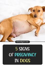 Pin On Dog Health Tips