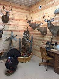 Trophy whitetail hunting & luxury lodging, with exclusive use of our texas ranch for your group or event. Trophy Room Taxidermy Wisconsin Taxidermist