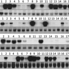 Rana Muhammad Fraz Hussain's research works