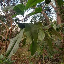 Image result for Triplaris americana