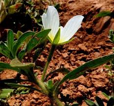 Image result for Ludwigia adscendens