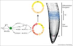 We did not find results for: Cytokinin And The Cell Cycle Sciencedirect