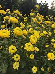 China Is The Center Of World S Chrysanthemum Growing Industry For Its Long History Of Cultivating And Stu Chrysanthemum Growing Inside Garden Chrysanthemum Tea