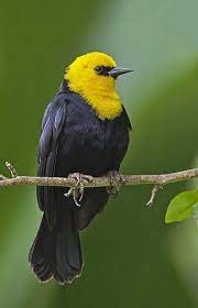 Turpial De Agua Monjita Cabiciamarilla O Toche De Pantano Chrysomus Icterocephalus Colorful Birds Beautiful Birds Black Bird