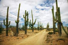 This video is an introduction to the largest of five major sonoran desert columnar cacti. How To Get Rid Of Cactus Bugs Naturally Easy Diy Bugwiz