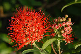 Image result for Combretum