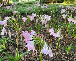 Image result for Crinum moorei