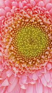 Flower Garden News Daily World News Amazing Flowers Pink Gerbera Pink Flowers