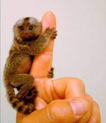 Teeny Tiny Monkey Finger Monkey Tiny Monkey Cute Creatures