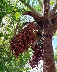 Image result for Chironia flexuosa