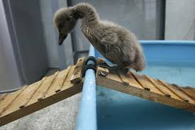 بطة صغيرة Animal Photo Flappy Bird Animals