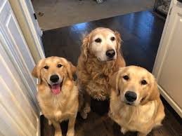 Reddit gives you the best of the internet in one place. How To Crate Train And Build Up Impulse Control For Two Golden Retriever Puppies Dog Gone Problems